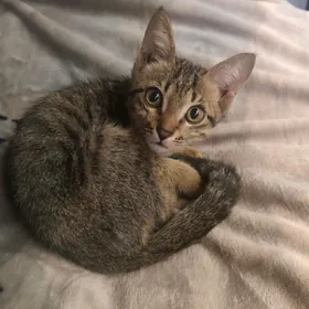 котенок