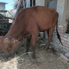 gunajyn