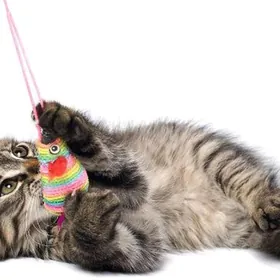 котята