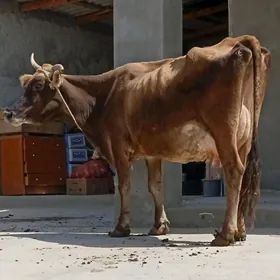 GÖLELİ SYGYR