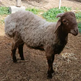Tokly goýun.