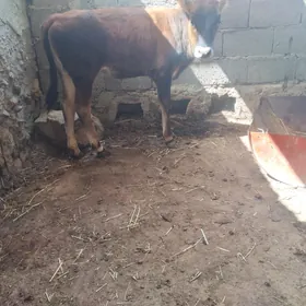 Gacar semiz
