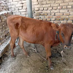 gulajyn