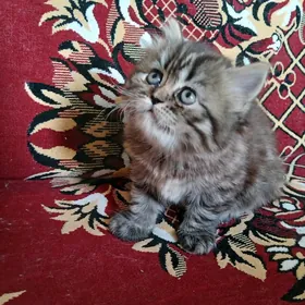 персидские котята