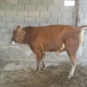 Öküz