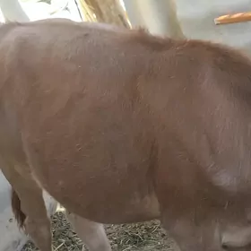 gole gulajyn