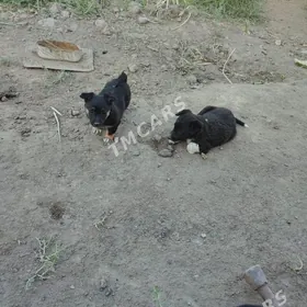 в добрые руки