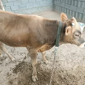 okuz okuzce