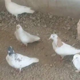 Kepderi