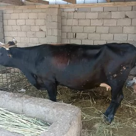 sygyr . 8 aý gecen