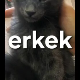 pişik,кошка