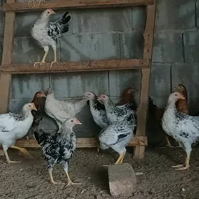 Towuk HORAZLAR