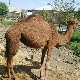 ogşuk