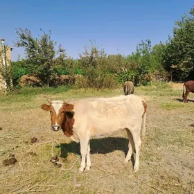 unajyn