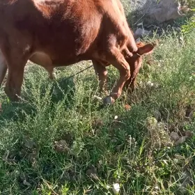 ŏkişe