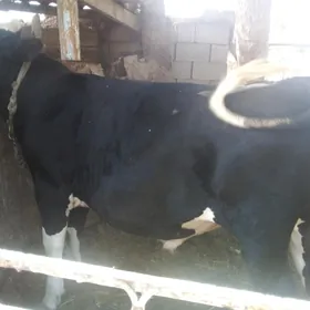 ökiz