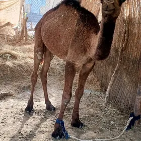 erkek köşek