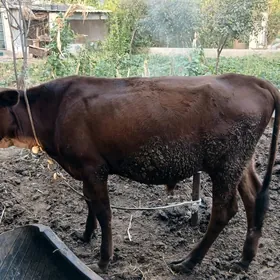 окуз
