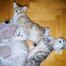 Шотландские шиншиллы