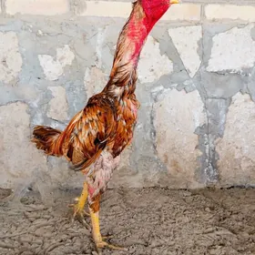 horaz