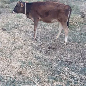 Tüwe  göle