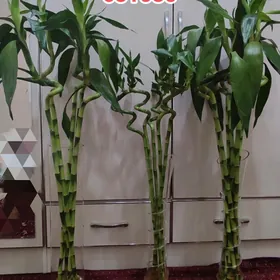 bambuk бамбук
