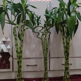 Bambuk бамбук
