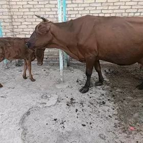 Sygyr saglyk