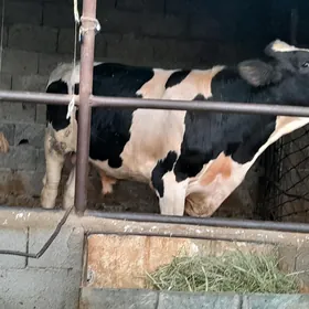 öküz