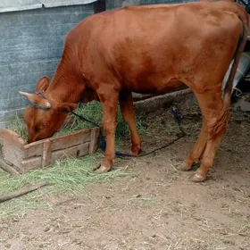 Tüwe