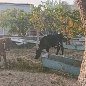 öküz