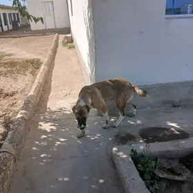 gonurja