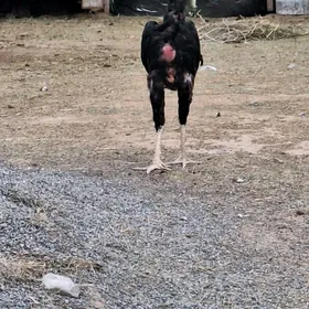 Horaz