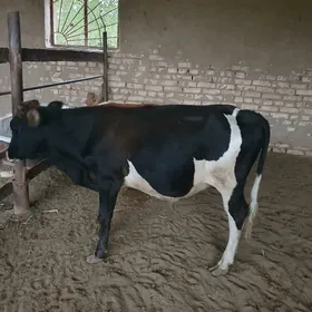 okuzce