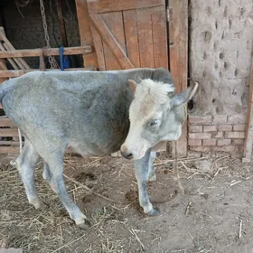 Öküz