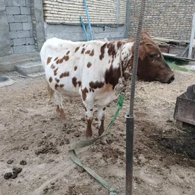 öküz