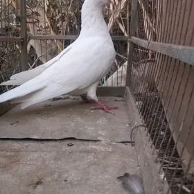 Kepter