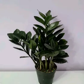 ЗАМИОКУЛЬКАС ЧЁРНЫЙ