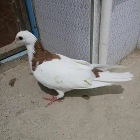 kepderi