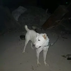 akbay