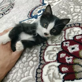 кошка