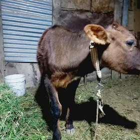 gulajyn gole