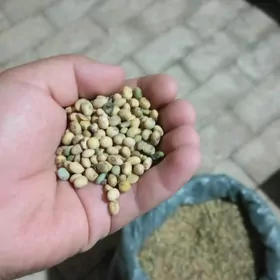 Soya