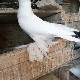 Kepderi