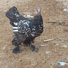 brama sılwer