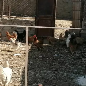 Tohum towuklar, ördek