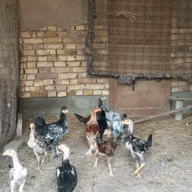 жуже