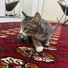 котенок
