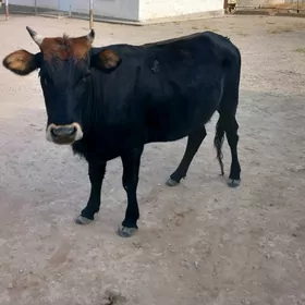sygyr