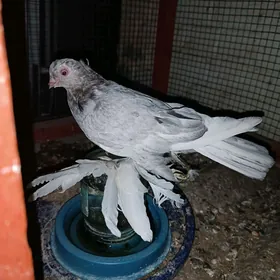 Kepderi